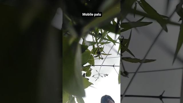 ----आदिवासी--जय जोहार लतेश का वीडियो _shorts _viral смотреть онлайн