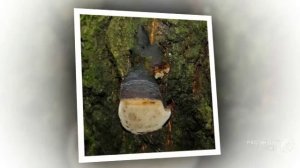 Phellinus igniarius - fungi kingdom