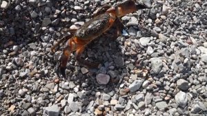 Черноморский каменный краб на берегу моря