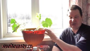 Огурцы у окна, наращиваем вегетативную массу