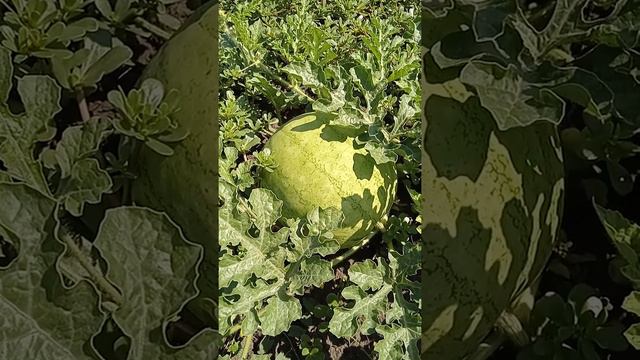 В какое время мы живём!( сон ) смотреть онлайн