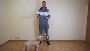 Развитие пищевой мотивации у собаки