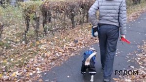 Дрессировка Бигля. Базовое послушание и подготовка к охоте. Управляемость без поводка.