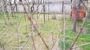 ПОСАДКА ГРАНАТА В ОТКРЫТЫЙ ГРУНТ. ОБРЕЗКА ГРАНАТА.Vselennaya uvlecheniy