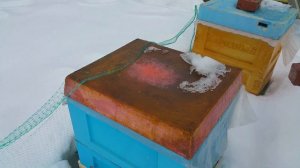 Зимовка пчел | Зимовка Бакфаста и Дальневосточной пчелы на воле