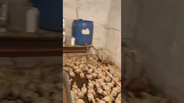 БИЗНЕС НА БРОЙЛЕРАХ/РЕЗУЛЬТАТЫ ЗА 15 ДНЕЙ/ВЫРАЩИВАНИЕ