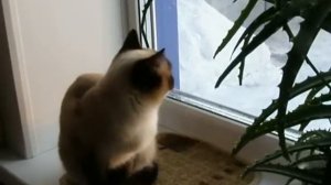 Кошка лает! Прикольно!