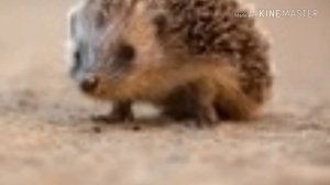 Как приручить дикого ежа?