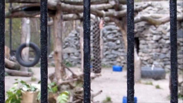 Показательные кормления амурских тигров Лапы и Таисии 09.10.18 смотреть онлайн