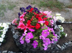 Петунии. Как вырастить красивые петунии