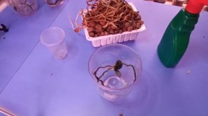 27.11.22.ОРХИДЕИ..детка на пеньке..пересадка..