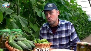 ЛУЧШИЕ ВЫСОКОУРОЖАЙНЫЕ СОРТА ОГУРЦОВ - Серия гибридов Классика жанра