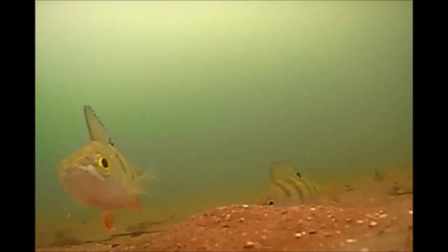 Карьер Улыбышево. Окуни. смотреть онлайн