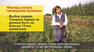 Летняя прививка плодовых культур