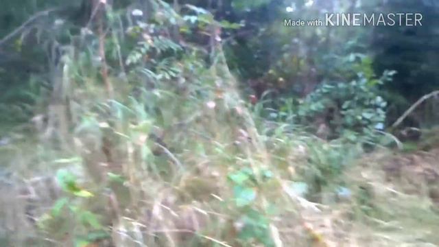 ОХОТА НА КАБАНА С НОЖОМ И ЛАЙКОЙ смотреть онлайн