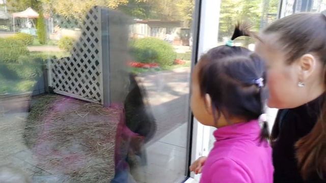 АРИША В ЗООПАРКЕ ПЕРВОЕ ВИДЕО смотреть онлайн