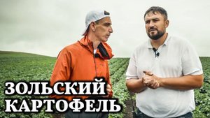 Картофель российской селекции / До 70 тонн с гектара и семенной материал - Зольский Картофель