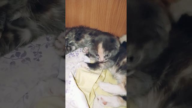 #спатьпора ЗВУК или Когда #всеспят, а я у мамы #беспокойная_2 #беспокойная #несплю #котёнок #котята
