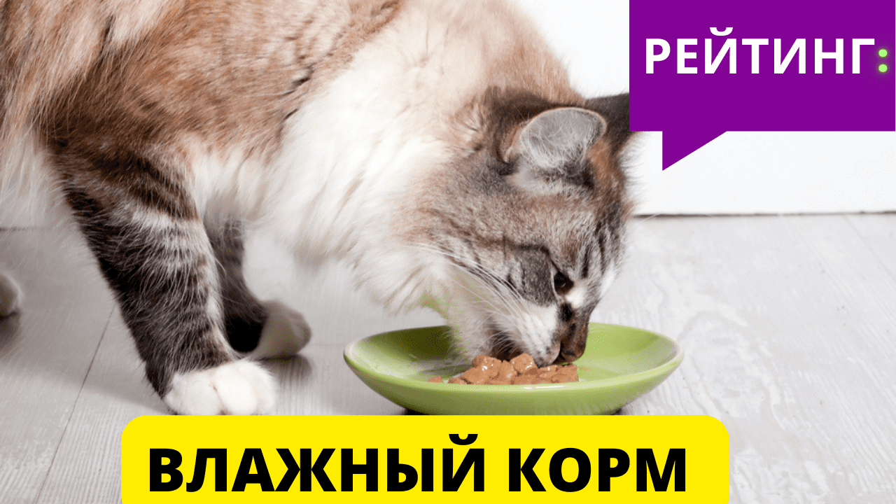 Какой худший и лучший ВЛАЖНЫЙ КОРМ ДЛЯ КОШЕК ? Эксперты Роскачества рекомендуют ! смотреть онлайн