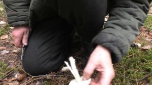 Один из лучших грибов осени - Рядовка штриховатая.