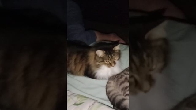 мои коты спят вдвоём со мной.