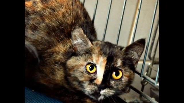 Милые котята. Двум милым котятам нужен дом смотреть онлайн