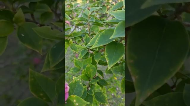 BOUGAINVILLEA GLABRA | PAPER FLOWER