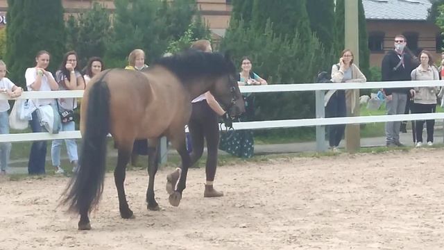 Аборигенные породы,  Иппосфера 2021, кобылы смотреть онлайн