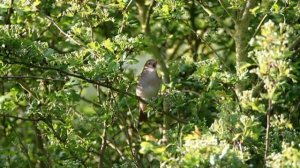 Людмила Зыкина   Земле моя