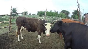 Последние новости // Жизнь в деревне