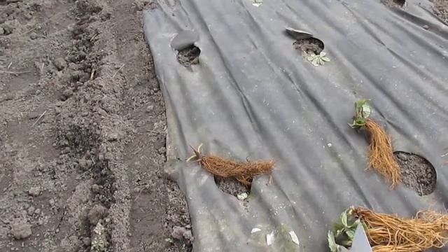 Правильная посадка фриго рассады клубники
