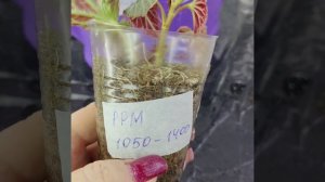 Бегония, беликония, полив, подкормки, ррН