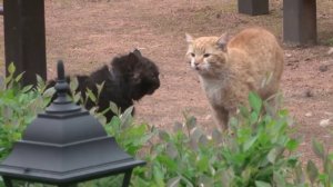 Драка котов, с озвучкой из фильма