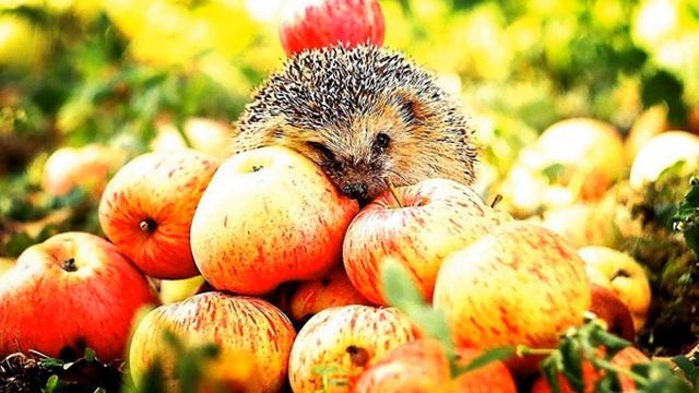 Сказка про лето и малину (М. Сурженко) смотреть онлайн