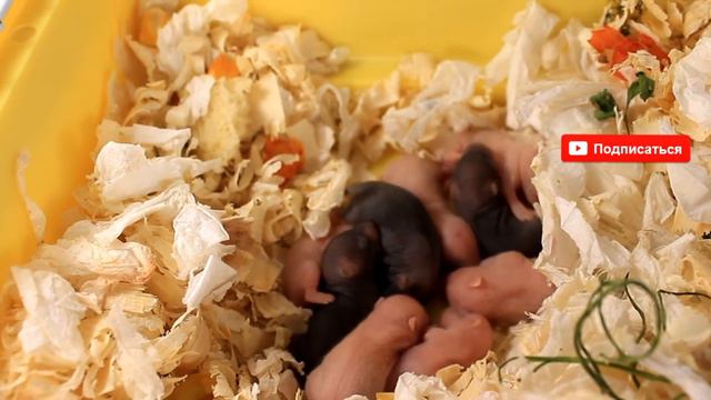 НОВОРОЖДЕННЫЕ ХОМЯЧАТА | 6й день жизни хомячат | CHILD OF THE HAMSTER