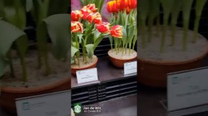 Tulips, Lilies, Hyacinths & Narcissi at Jan de Wit en Zonen