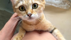 БАРХАННАЯ КОШКА ЗЛАТА ПЕРЕГРЕЛАСЬ И ЗАХОТЕЛА ОБНИМАТЬСЯ / Мейн-кун Мелисса провожает своих котят