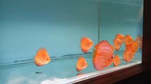 Дискусы Евгения Величко.