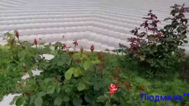 Анапа. 13 мая 2017 г. в Анапе зацвели первые розы. смотреть онлайн