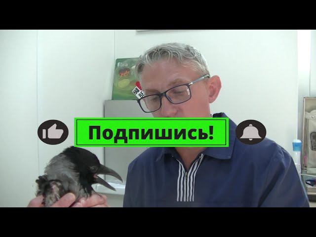 Ш.В.О Как правильно подрезать когти серой вороне 02 07 2024 смотреть онлайн