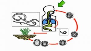 Человеческая аскарида. Уроки Биологии Онлайн.