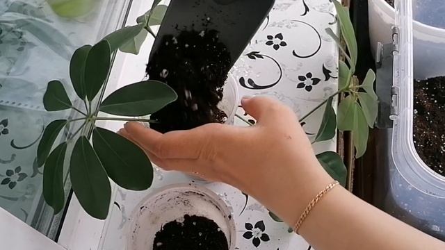 Пересадка шефлеры. ?Посадка аглаонемы?