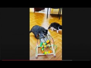 Енот и котята  ПОРАДОВАЛИ на РОЖДЕСТВО!