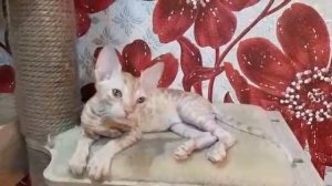 Красный котёнок уральский рекс,ласковое чудо!
