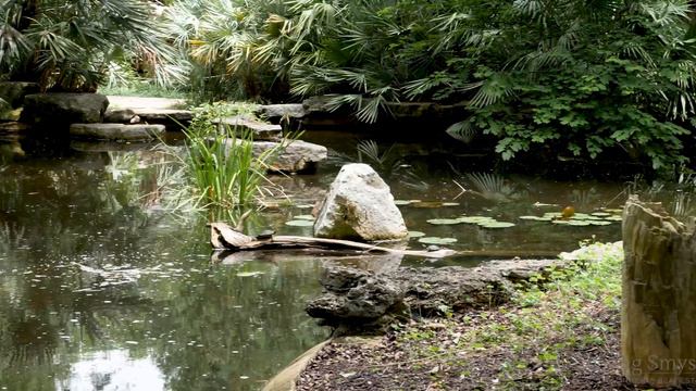 Discover Austin: Zilker Botanical Garden - Episode 47