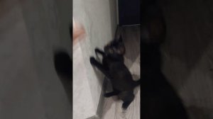 Смешные животные, щенок и котенок. Funny animals puppy and kitten.#17🥰🐶😺🐕❤️😍