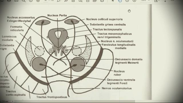 Анатомия с АВ. Средний мозг (mesencephalon). смотреть онлайн