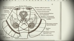 Анатомия с АВ. Средний мозг (mesencephalon).