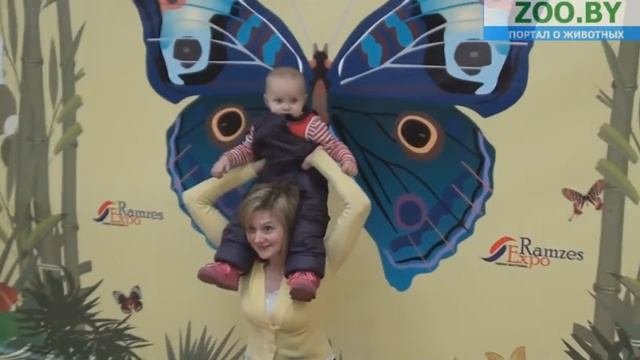ЖИВЫЕ экзотические бабочки на ул.Гикало,4 в Минске!