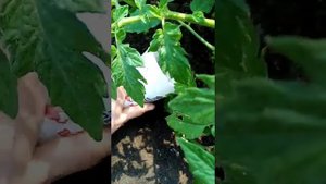 Подкормка томатов перед цветением#огороднаяазбука# томаты?????